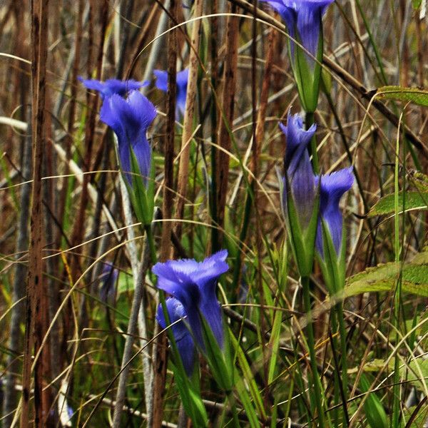 Gentianopsis virgata Květ