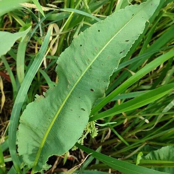 Rumex hydrolapathum Leaf
