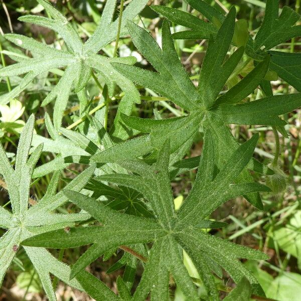 Geranium sanguineum Leaf
