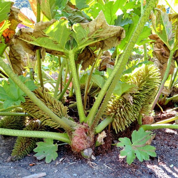 Gunnera tinctoria ഫലം