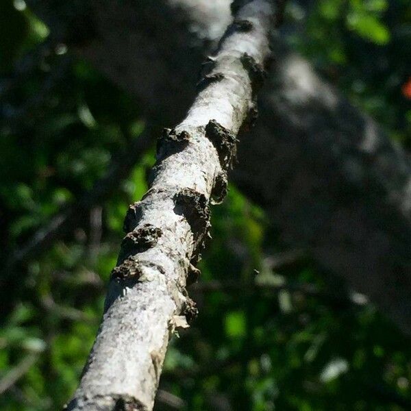 Garcinia livingstonei Koor