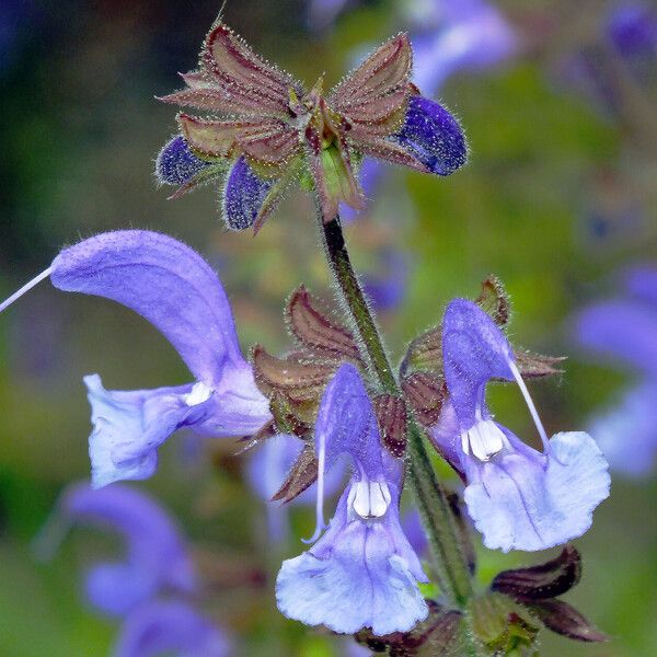 Salvia pratensis Flower