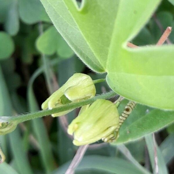 Passiflora suberosa Other