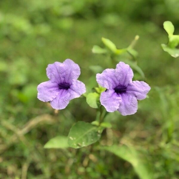 Ruellia tuberosa Flower