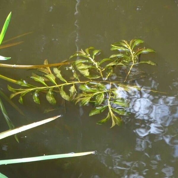 Potamogeton lucens Blatt