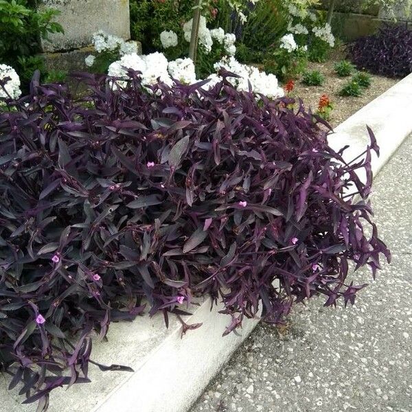 Tradescantia pallida Habit