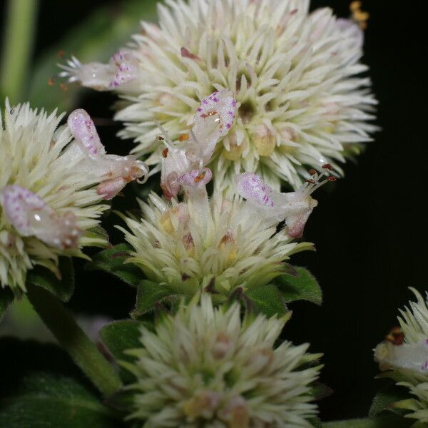 Hyptis lantanifolia Květ