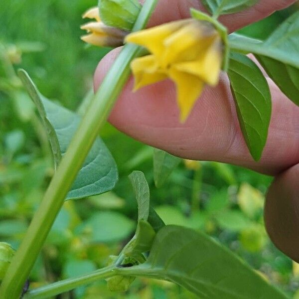 Physalis philadelphica ᱵᱟᱦᱟ