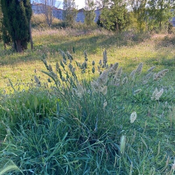 Dactylis glomerata Vekstform