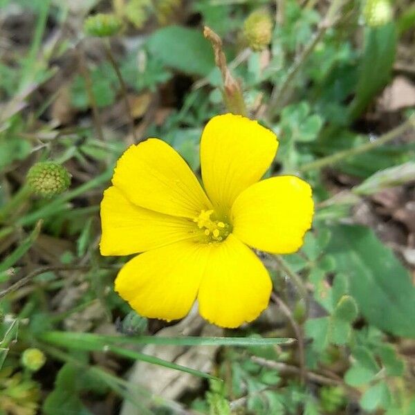Oxalis refracta