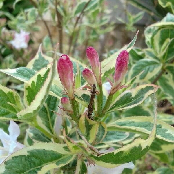 Weigela florida Інше