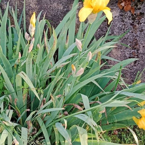 Iris barbatula Hábito