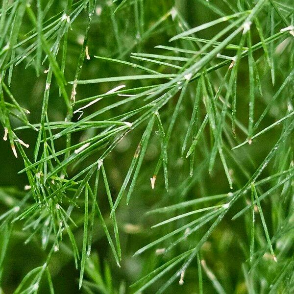 Asparagus tenuifolius Fulla