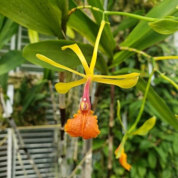 Epidendrum pseudepidendrum Flower