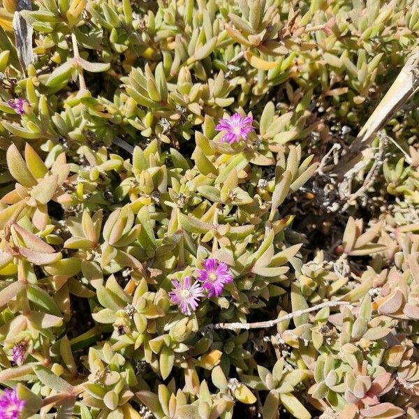 Disphyma crassifolium Frunză