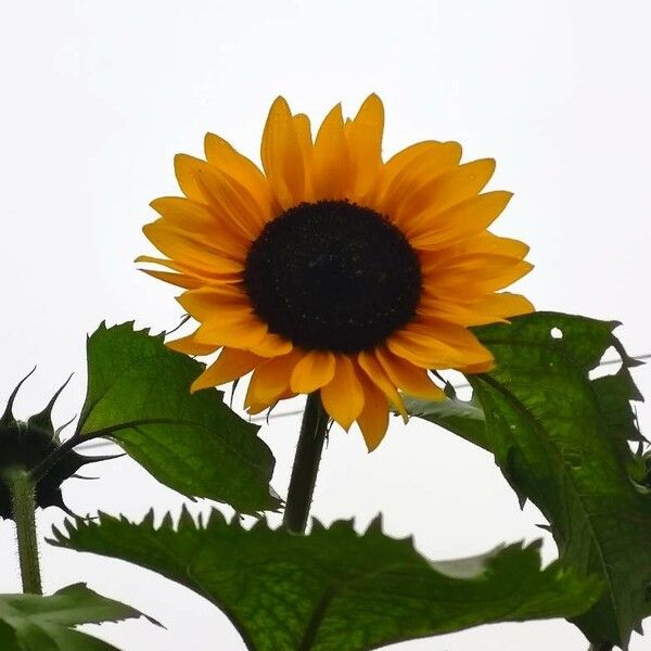 Helianthus giganteus 花