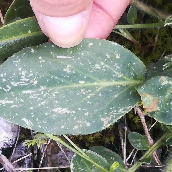 Anthyllis vulneraria Blad