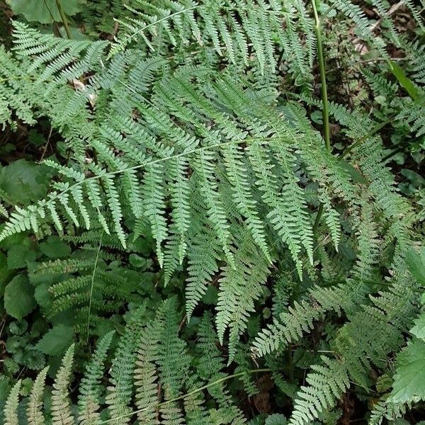 Athyrium filix-femina Fuelha