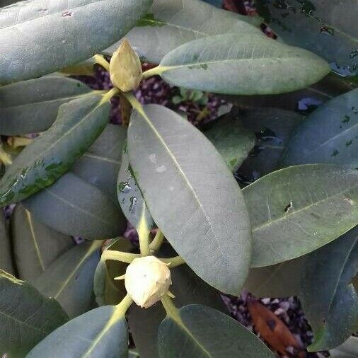 Rhododendron maximum Feuille