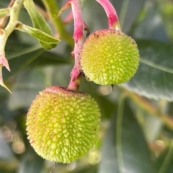 Arbutus unedo Plod