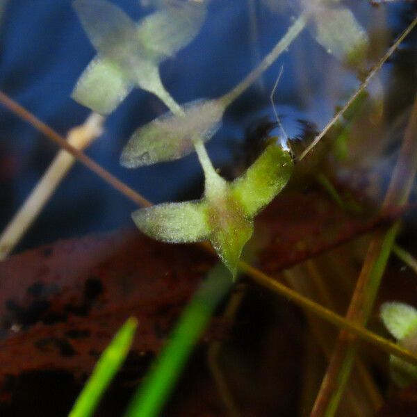 Lemna trisulca Листок