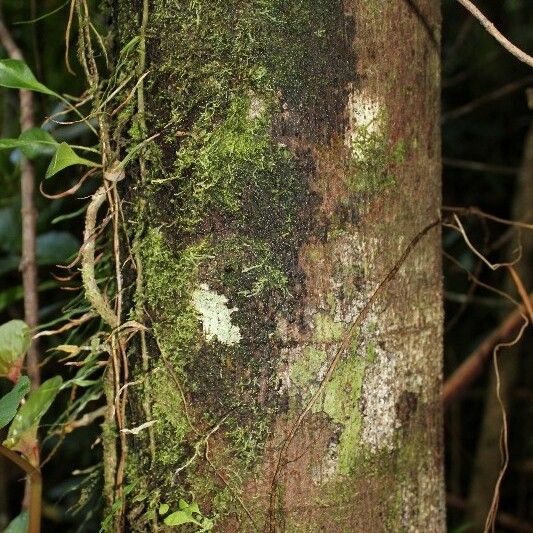 Ficus mauritiana Corteccia