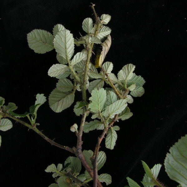 Rubus ellipticus (Cheeseberry)