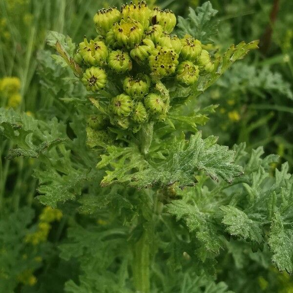 Senecio sylvaticus Blomst