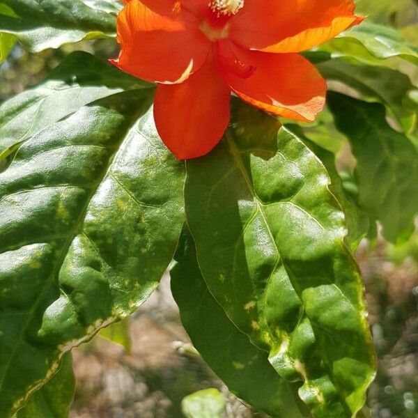 Leuenbergeria bleo ফুল