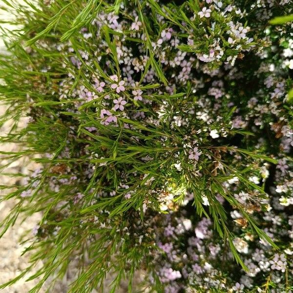 Diosma hirsuta 葉