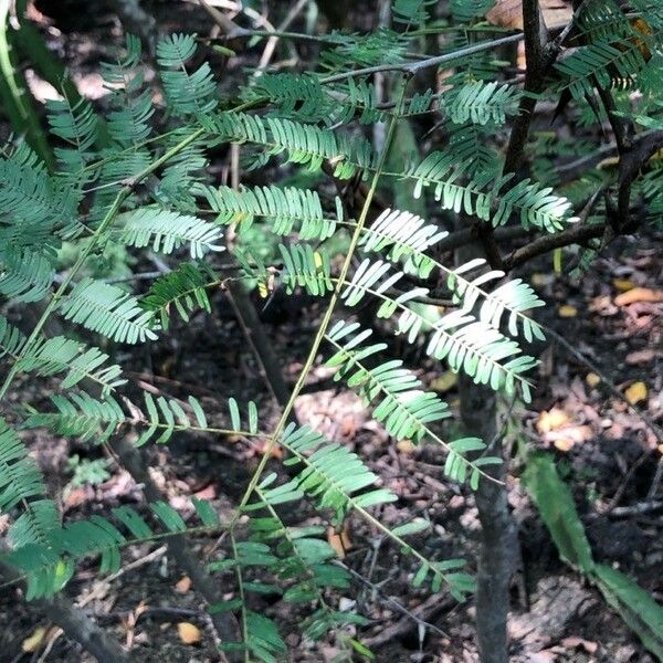 Vachellia collinsii Leaf