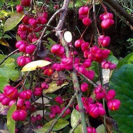 Euonymus europaeus Fruit