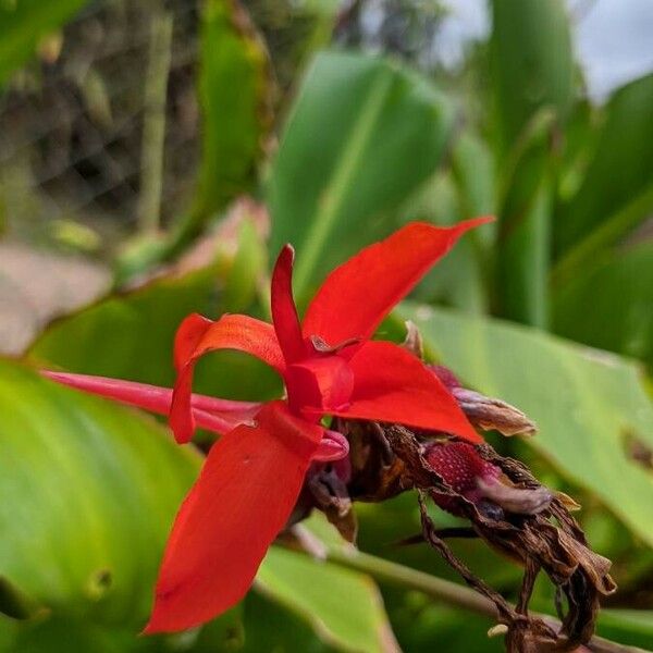 Canna indica Kvet