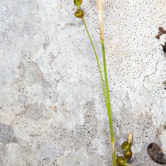 Carex alba Fleur