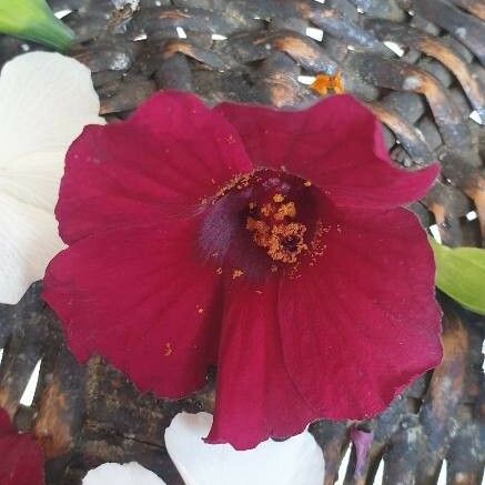 Hibiscus cannabinus Flower