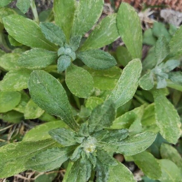 Gamochaeta purpurea Hostoa