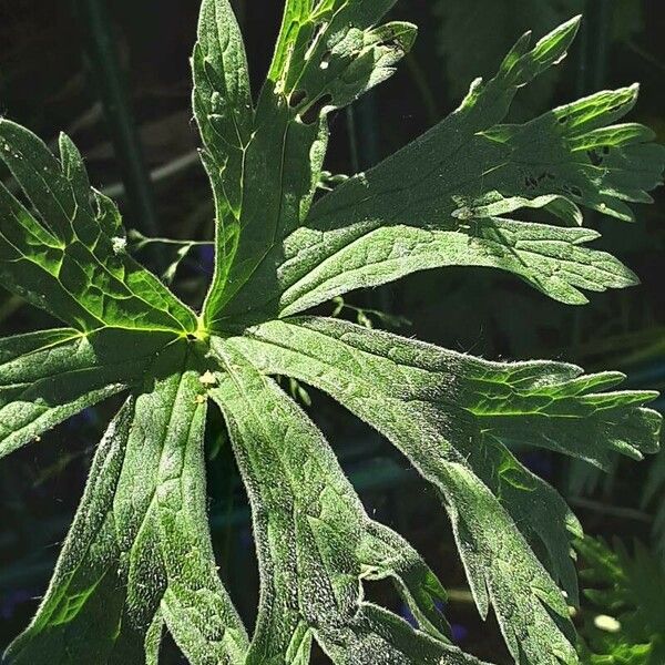 Geranium pratense Fuelha