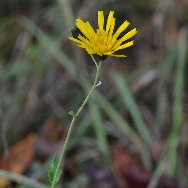 Hieracium sabaudum Квітка