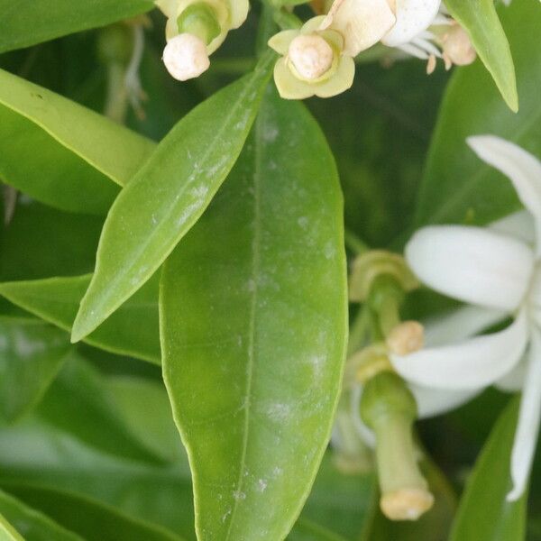 Citrus sinensis 葉