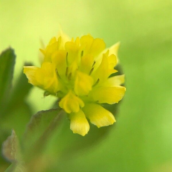 Trifolium dubium Bloem