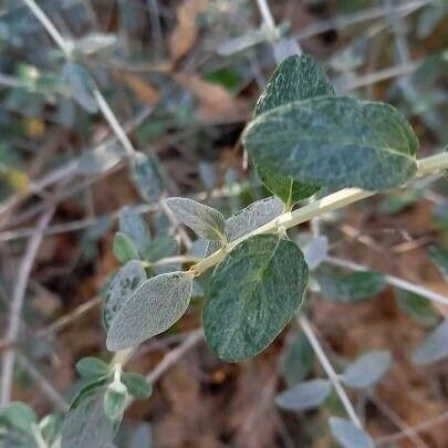 Teucrium fruticans Yaprak