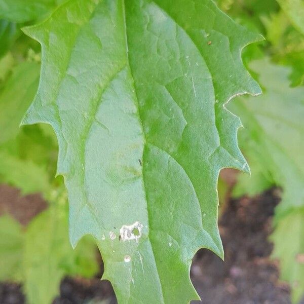 Chenopodiastrum murale पत्ता