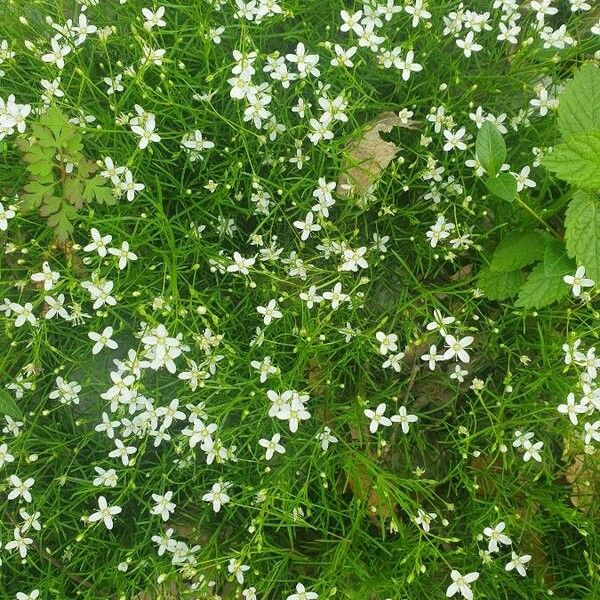 Moehringia muscosa Flower