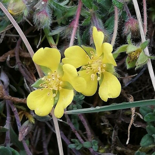 Potentilla verna Blomst