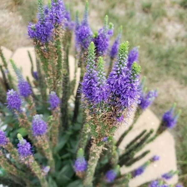 Veronica spicata Цветок