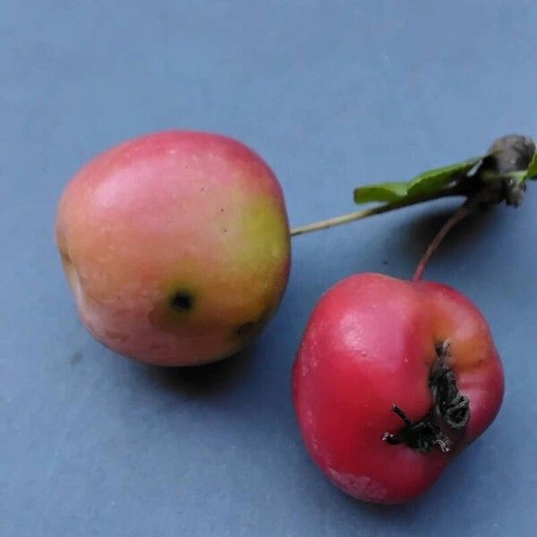 Malus baccata 果