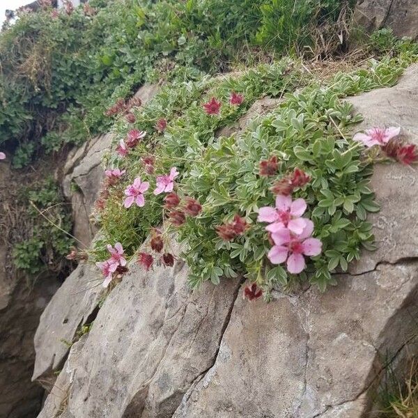 Potentilla nitida Flower