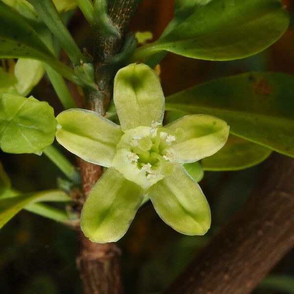 Erythroxylum coca Blomma