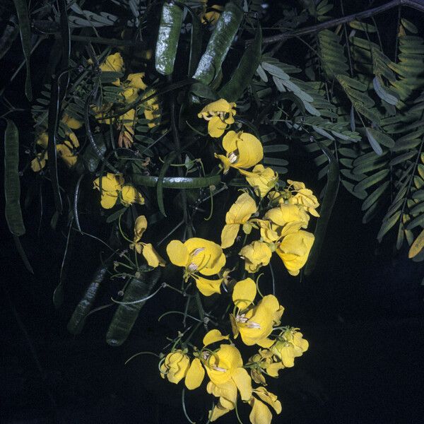 Senna multijuga 花