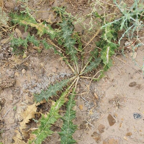 Gundelia tournefortii Leaf